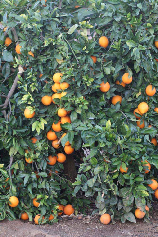              Habit (Riverside, CA)       